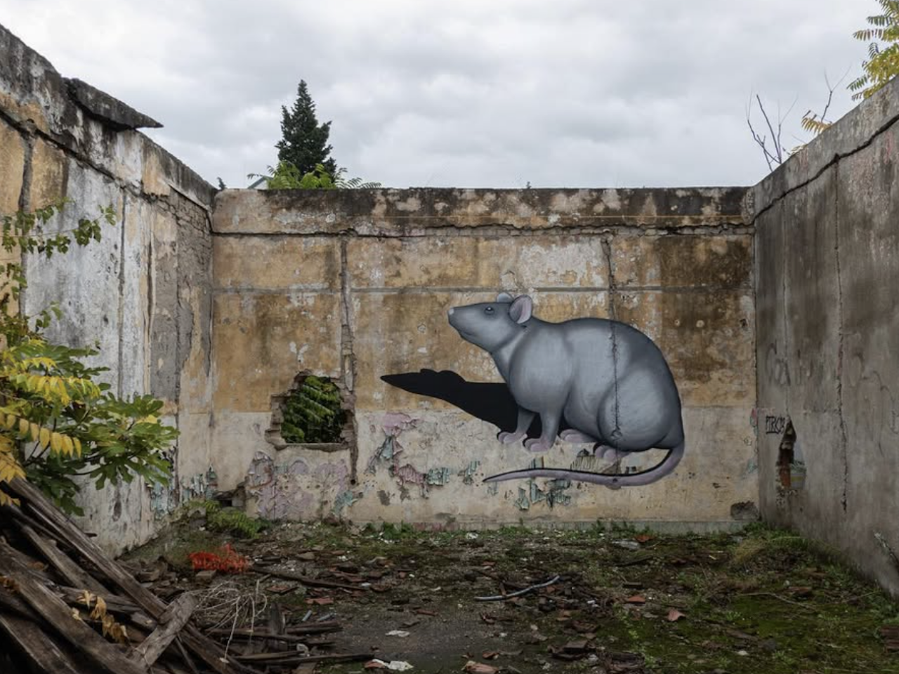 Mr Rat - exhibition